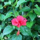 Ch 3.2 - Lessons I learned from A Hibiscus Part 2